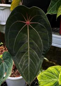 Anthurium Red spider × Red spider タグ付き Anthurium Red Spider : r/Anthurium